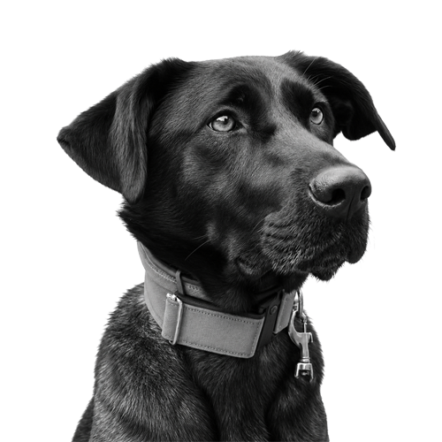 chinook_2026_sw.png